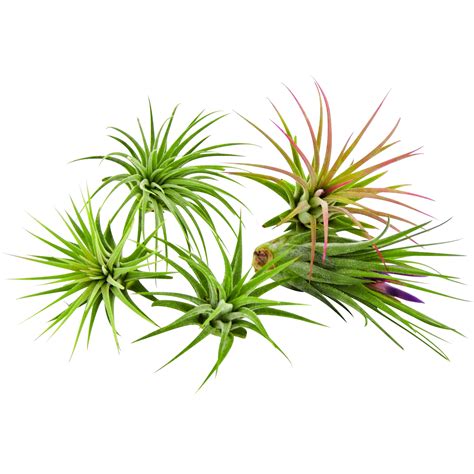 It Blooms 5 Pack Tillandsia Air Plants Assorted Ionantha Species Easy