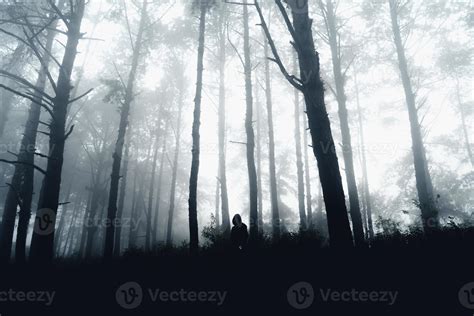 dark forest during a foggy,forest pine in asia 3435726 Stock Photo at ...