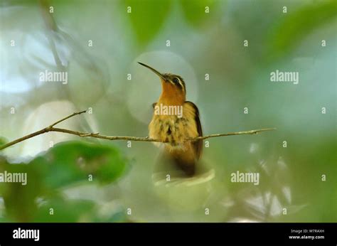 Hook Billed Hermit Hummingbird Hi Res Stock Photography And Images Alamy