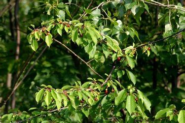 Cherry Tree Leaf Identification | Hunker