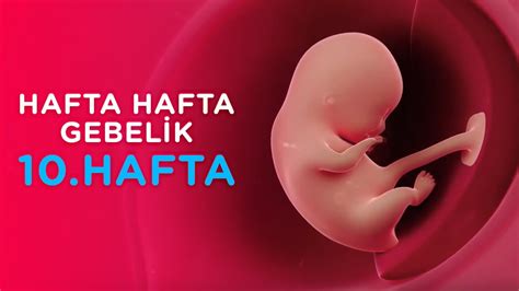 Hamilelikte 10 Hafta Hafta Hafta Gebelik İlk Adımlarım YouTube