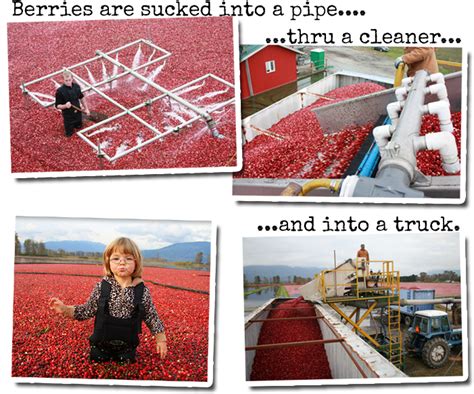 Download Cranberry Harvest Process | Wallpapers.com