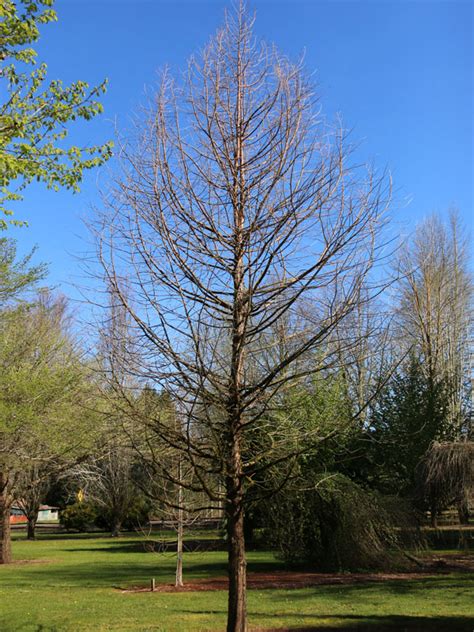 Green Whisper® Bald Cypress J Frank Schmidt And Son Co