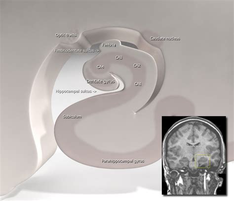 Parahippocampal gyrus | Psychology Wiki | Fandom