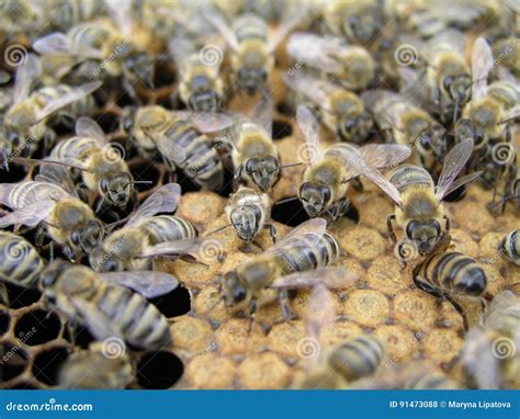 Artificial Insemination of the Bees in the Apiary of Beekeeper. Stock ...