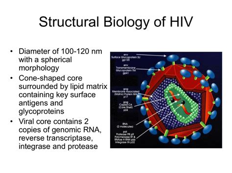 Hiv Diagram A Level Biology