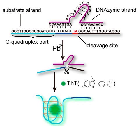 A Sensitive And Label Free Pbii Fluorescence Sensor Based On A Dnazyme Controlled G Quadruplex