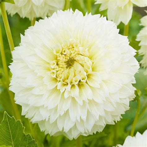 Dahlia Myama Fubuki Order Online In Eu Directly From The Netherlands