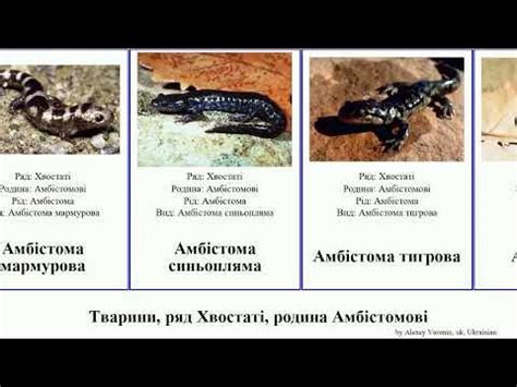 Тварини, ряд Хвостаті, родина Амбістомові амбістома велетенська animal ...