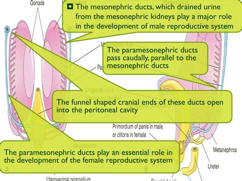 Ppt Development Of The Female Genital System Powerpoint Presentation