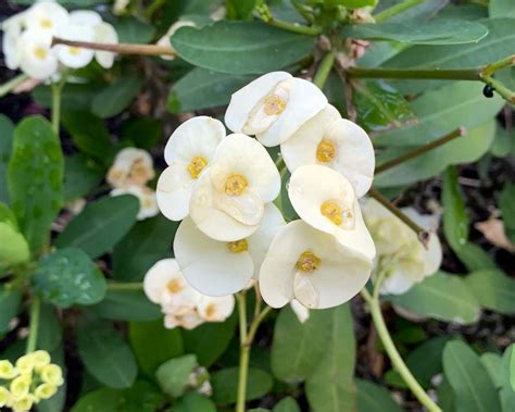 Euphorbia Milii White