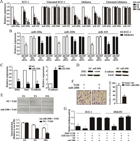 Mir 200 Targets Zeb2 And Inhibits Mesenchymal Epithelial Transition