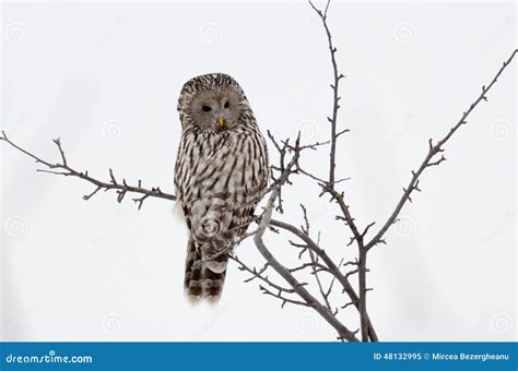 Ural Owl in Natural Habitat (strix Uralensis) Stock Image - Image of ...