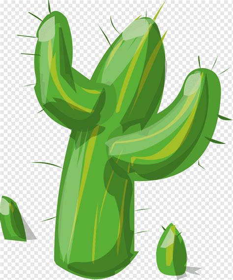 Cactaceae Cactus Food Cactaceae Plant Stem Png Pngwing