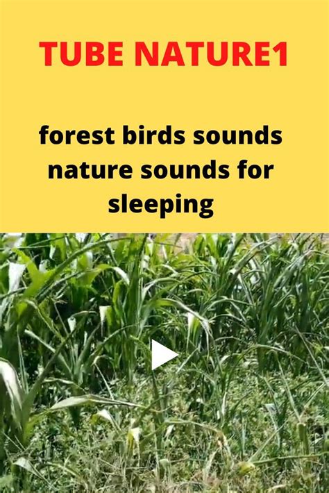 Birds singing in the forest nature sounds relaxation – Artofit