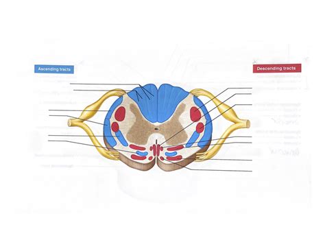 Cross Section Of The Spinal Cord Showing The Relative Positioning Of