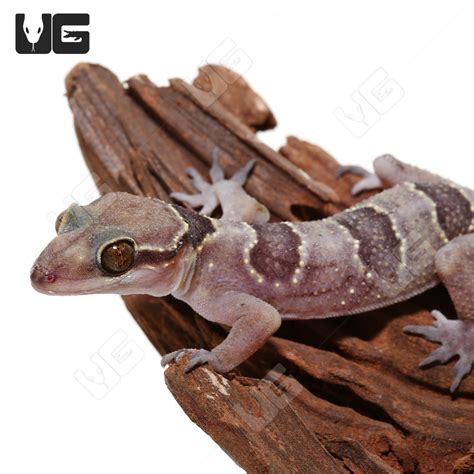 Giant Bent Toed Geckos For Sale Underground Reptiles