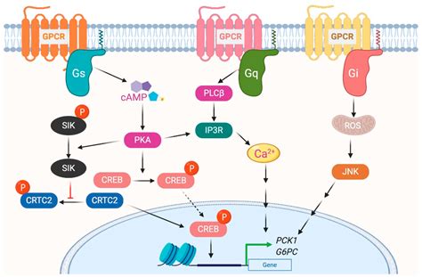 Biomolecules Free Full Text Metabolic Functions Of G Protein