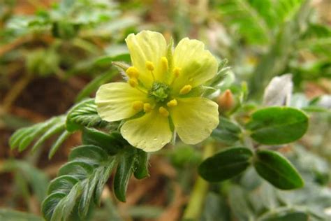 Tribulus Terrestris Propiedades Que Debes Conocer