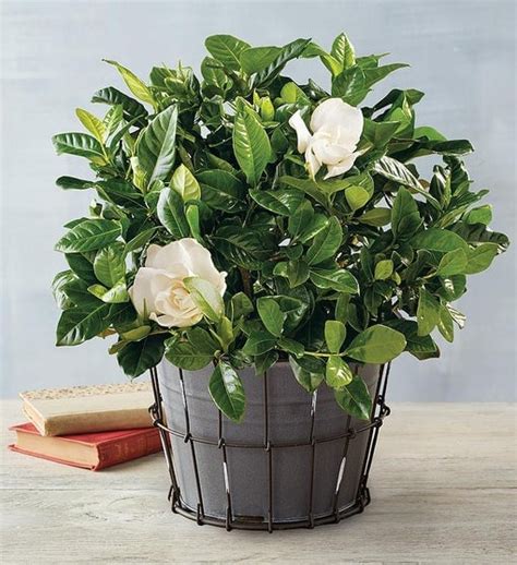 Gardenia | Best Indoor Flower Plants For Beginners | POPSUGAR Home Photo 3