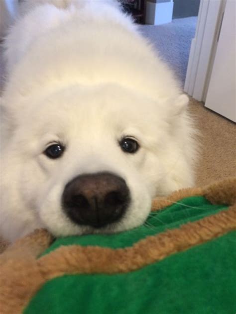 20 Adorable Dogs That Look Like Bears (20 pics)