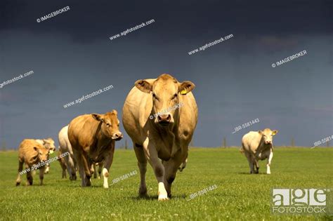 Domestic Cattle Blonde D Aquitaine Cows With Calves Herd In Pasture