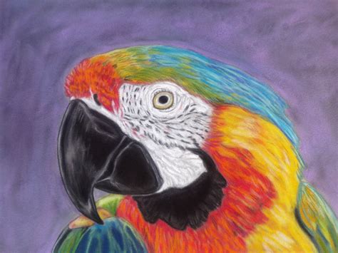 Parrot Macaw Paintingcatalina Macaw Parrot Art Original Painting