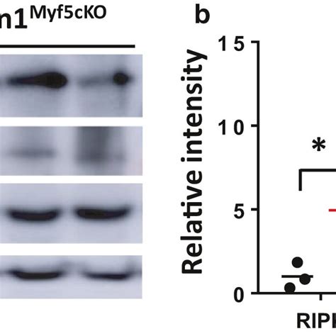 Western Blot Analysis Of Necroptosis Markers In Gastrocnemius From WT