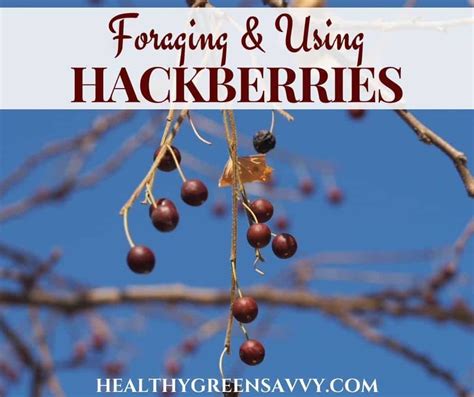 Foraging Hackberry Fruit {+ Best Uses for Hackberries}