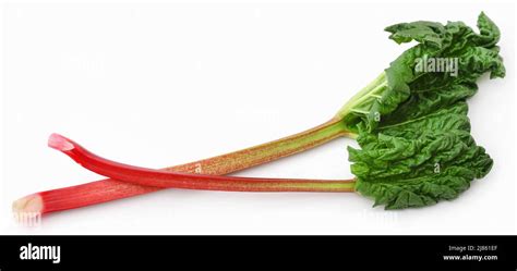 Fresh rhubarb stem and leaves over white background Stock Photo - Alamy