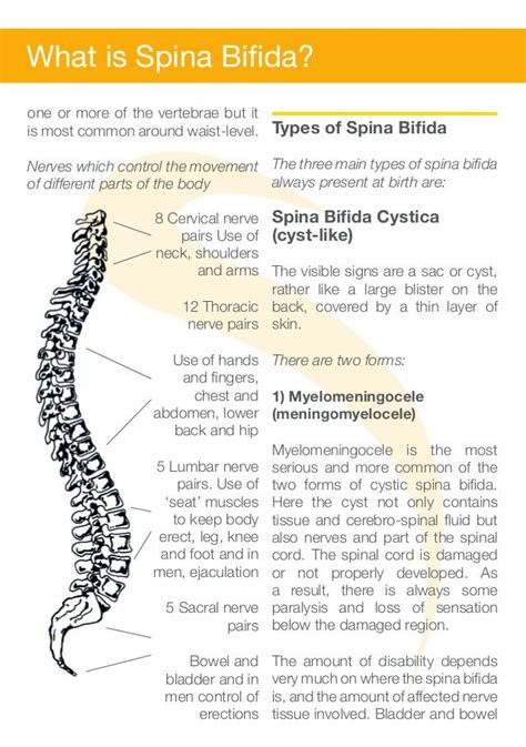 What Is Spina Bifida Spina Bifida Spinal Cord Physiotherapy