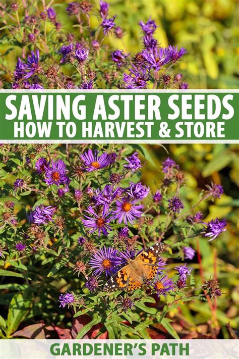 When and How to Save Native Perennial Aster Seeds | Perennials, Seeds ...