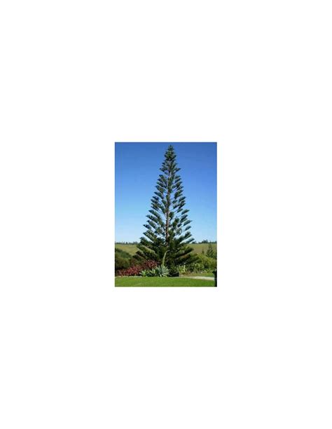 Norfolk Pine Araucaria Heterophylla Araucaria Excelsa For Sale Live