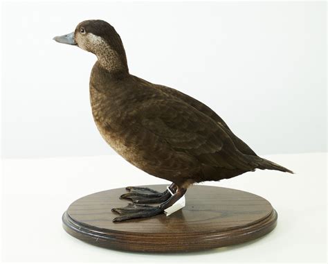 Common Scoter 8553 UK Bird Small Mammal Taxidermist Mike Gadd