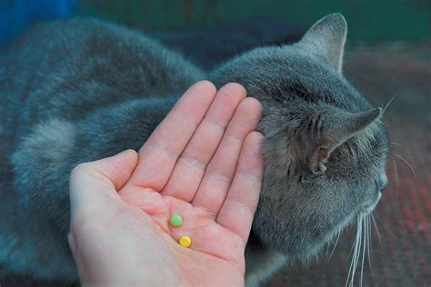 Tricks For Getting Your Cat To Take Her Pills Tufts Catnip