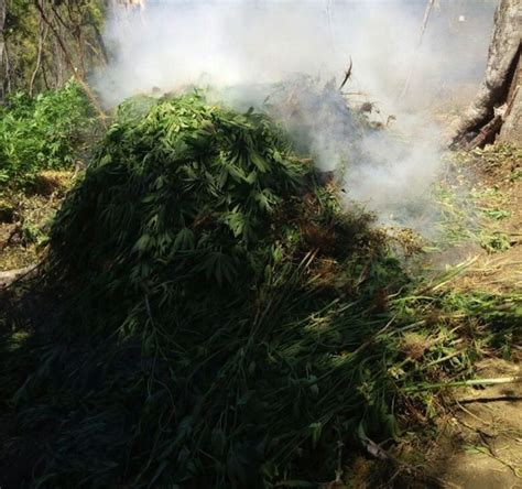 Incineran Siete Toneladas De Mariguana En Reynosa