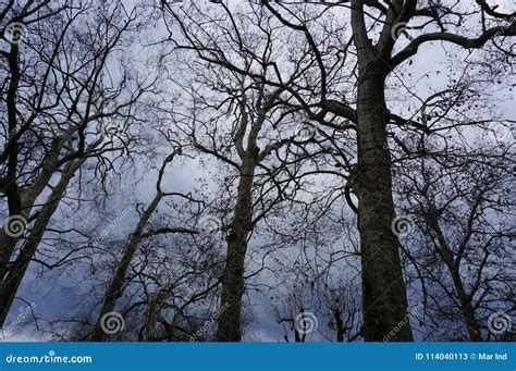 Árvores pretas do nude imagem de stock Imagem de parque