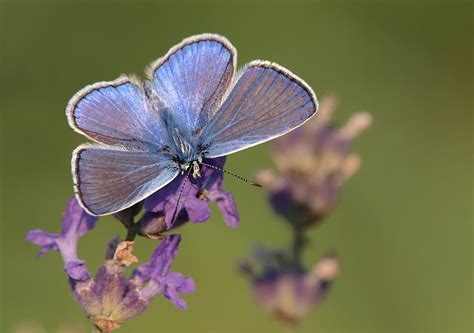 common blue birdforum