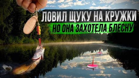 Ловил щуку на кружки но она захотела блесну - YouTube