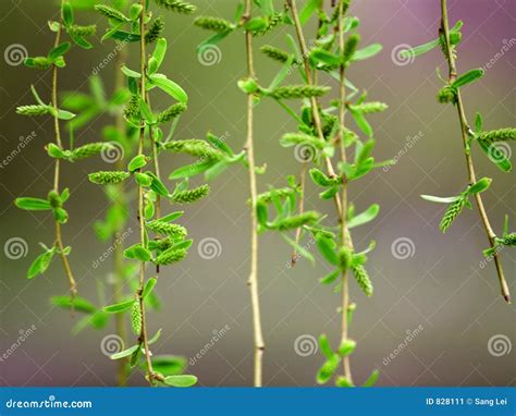 Willow Twig Stock Image Image 828111
