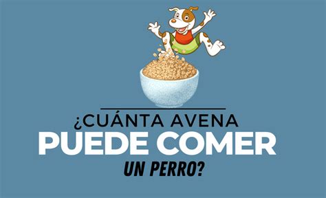 Cu Nta Avena Pueden Comer Los Perros Recetas Barf