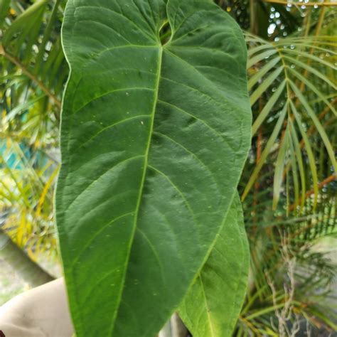 Anthurium Panamense X Purple Velvet X Marmoratum Velvet Leaf Aroid