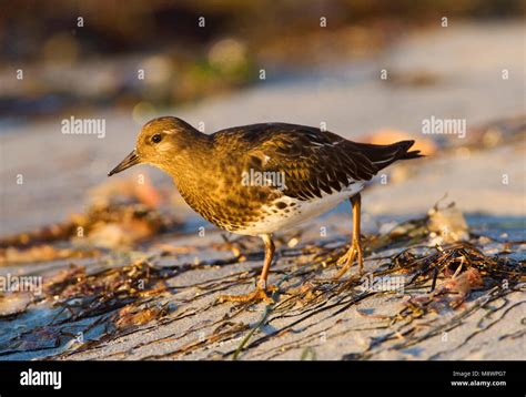 Turnstone Hi Res Stock Photography And Images Alamy