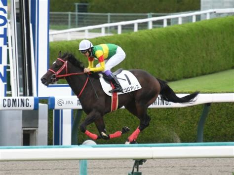 【画像】【阪神3r新馬戦結果】外国産馬エコロアレスが逃げて5馬身差の圧勝 ライブドアニュース