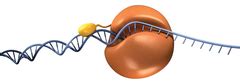 Kaplan Mcat Biochemistry Chapter Rna And Genetic Code Flashcards