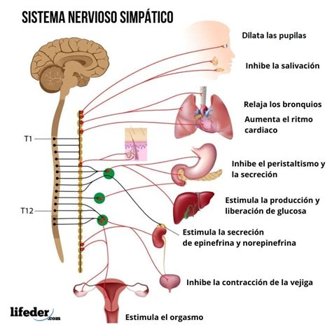 Divisiones Del Sistema Nervioso Mind Map