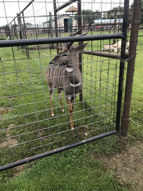 Lesser Kudu Zoochat
