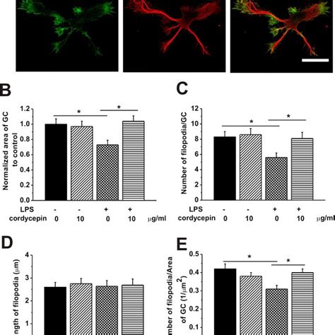 Cordycepin 10 μg ml rescued the LPS induced impairments of GCs The