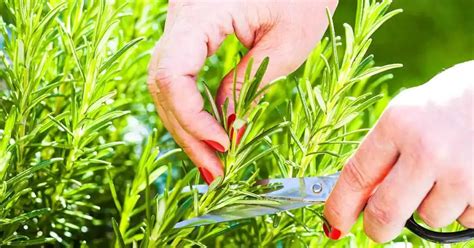 Estas son las hierbas aromáticas que definitivamente debes podar en