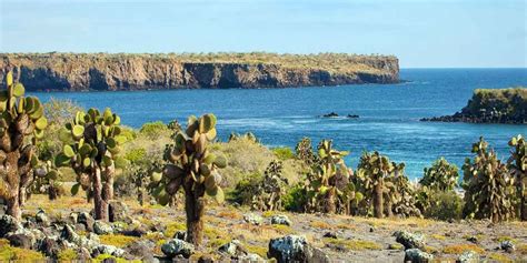 Santa Fé Island Galápagos Ecuador Things To Do Animals Planetandes